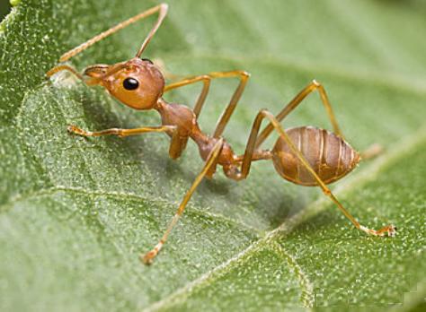 fakta tentang semut rangrang